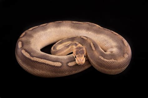 Champagne Ball Python Morph Guide and Breeding Tips – BALL PYTHON ...