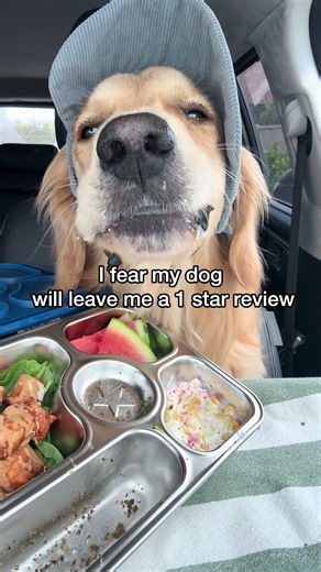 Milo is not impressed with his service today! However I rate his ASMR mukbang a 10 out of 10 still! 😆🐾 • Homemade lunchbox for my golden bestie 🐶 plus a lil shnack for his furry sister 🐱 • #asmrfoodie #dogasmr #dogseating #mukbangasmr #goldenretriever