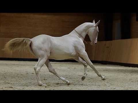 Good breeding: Kazakh 'satin' horse becomes new national symbol