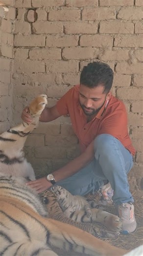 Series 76: Tiger cubs feeding mother milk 🥛🐯￼