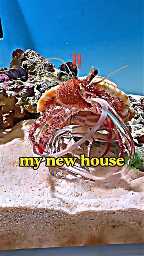 Shy Crab Loves Her New Pink Shell! #shorts