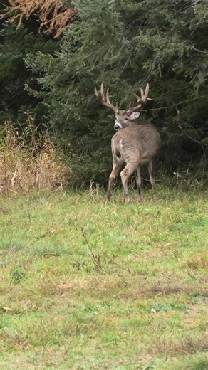 Essential Tips for Successful Whitetail Deer Hunting