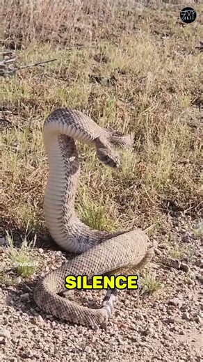 5 Animals With The Fastest Attacks