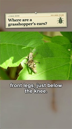 A Grasshopper's Ears Are on Its Belly #grasshopper #insects #nature