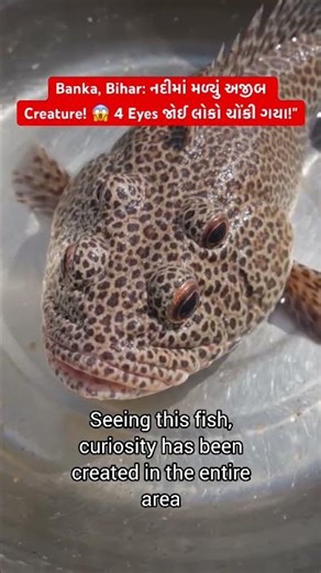 "Mysterious 4 Eyed Fish found in Bihar! 🐟 આ માછલી છે કે Alien?"#viralvideo #shortsfeed #shorts