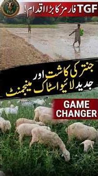 TGF Farms: Modern Livestock Management #tgffarms #goatfarming #farming #halalinvestment