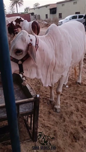 cuteness overload strong and dangerous #cow #cattleworld