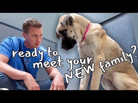 Watch this Puppy Discover Love for the First Time