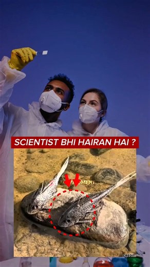 The Fish That Can Breathe on Land!