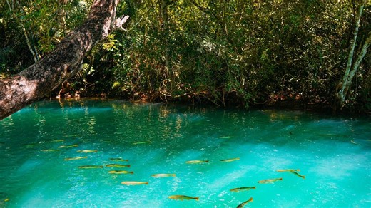 Onde a água some e os peixes parecem flutuar no ar: o vilarejo brasileiro com um dos 3 rios mais cristalinos do mundo