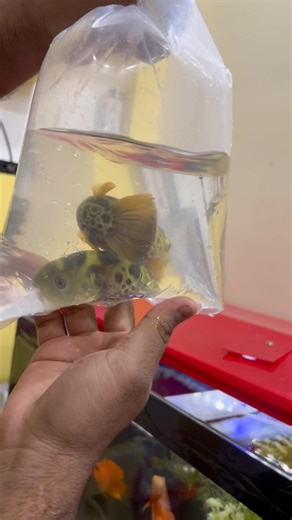 #arowana #aquarium #fishkeeping #aquascape #viral #fishshorts #trending #shorts #breeding #fyp #og