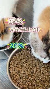 #流浪猫救助 #救助流浪猫 #我和流浪猫的故事 #坦克小希 #坦克小希猫粮