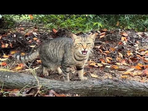 目を合わせて大声で挨拶する女子キジ猫ちゃん体拭いてご飯にしよ