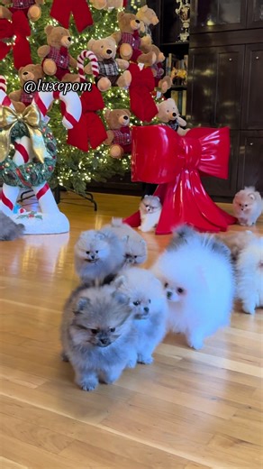 Celebrate Christmas with Adorable Pomeranian Puppies