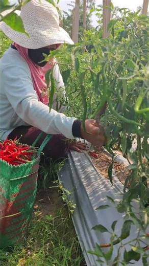 The process of harvesting curly chilies -Agriculture farming #shorts