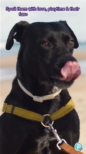 Happy National Treat Your Pet Day!