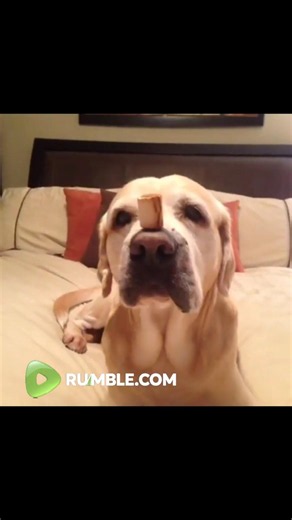 Dog shows off the perfect pet trick?