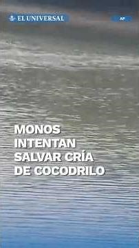 Dramático rescate: monos nadan para salvar a una cría atacada por un cocodrilo #shorts