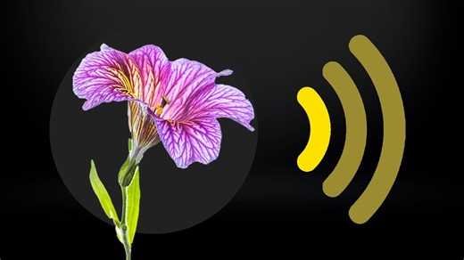 Pollution and climate change are altering the way the world smells