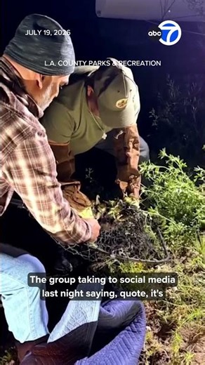 Injured bald eagle rescued in Big Bear believed to be Jackie