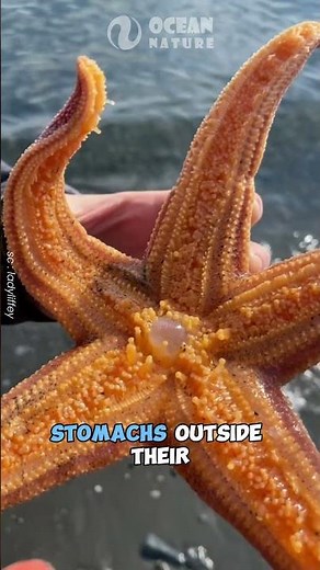How Can a Starfish Eat Clams Without Having Any Teeth? #viralboy