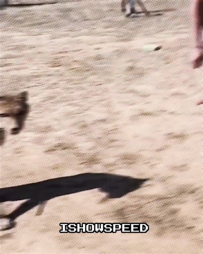 ISHOWSPEED VS ZARZOUR #speed #zarzour #ishowspeed #run #cheetah | zarzour