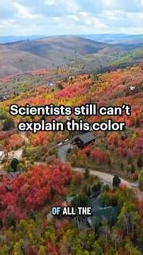 Scientists still can’t explain this color #foliage #autumn #fall #leaves #science