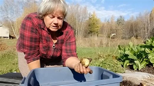 🥔Half-Dead Potatoes Turn into a Massive Harvest