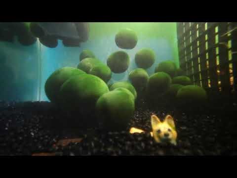 6 hours of Relaxation Tunes: Endangered Marimo Balls (毬藻 まりも)