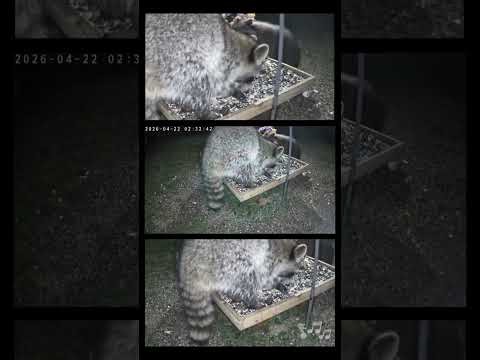 Critters and Math Rock: Sped Up, Night Munchies and Rock Radio