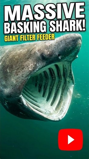 The second largest shark in the world, met the Basking shark! #shark #viralshorts #blowup #fyp