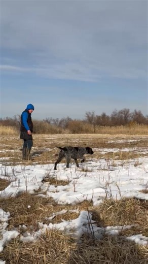 Impulse control training under high arousal conditions. The dog is required to maintain a steady stand while exposed to a strong moving stimulus (ball launcher). The ball functions both as a discriminative stimulus and as a primary reinforcer. Reinforcement is delivered for maintaining position and behavioral inhibition. This builds a clear contingency: stand → inhibition → release → reward. Focus: stability of posture, suppression of predatory motor pattern, and handler-oriented control in the 