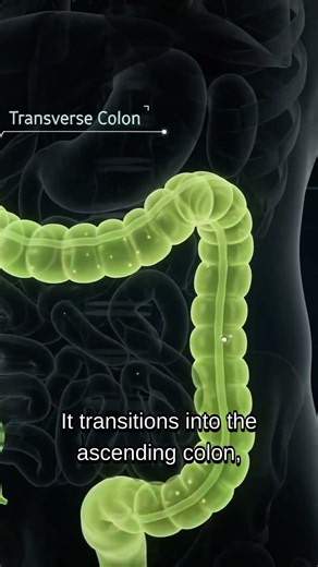 Anatomy of the Large Intestine (Colon)