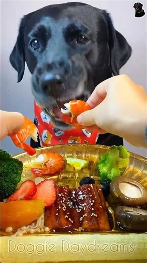 The daily life of my sweet dog #labradorretriever #asmar #pets #cute #food #eatingsounds #ytshorts