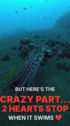 The Alien Intelligence of the Octopus