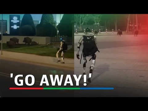 Humanoid robot chases and clears wild boars in Poland | ABS-CBN News