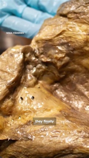 Scientists Finally Solve the “Golden Orb” Underwater Mystery After 3 Years