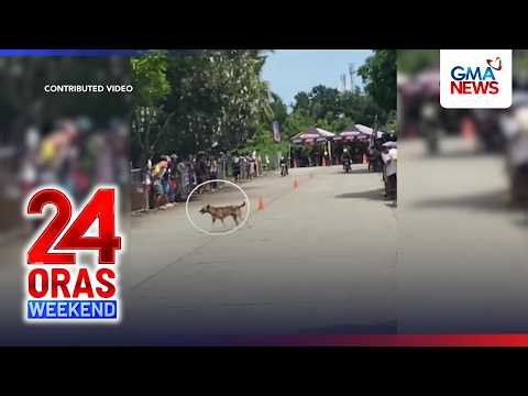 Rider na nakikipagkarera, tumilapon nang makasagasa ng aso | 24 Oras Weekend