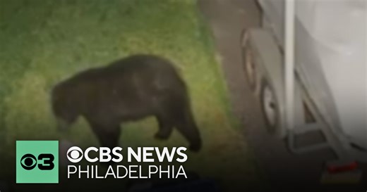 Bear spotted roaming through trash in Chester County