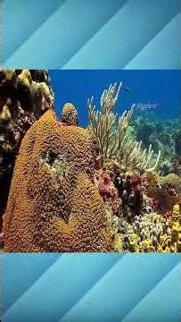 Iron creature found alive in the sea