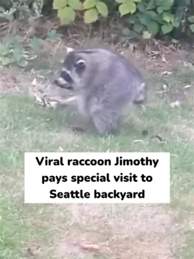 Viral raccoon Jimothy pays special visit to Seattle backyard #raccoon #jimothy #seattle