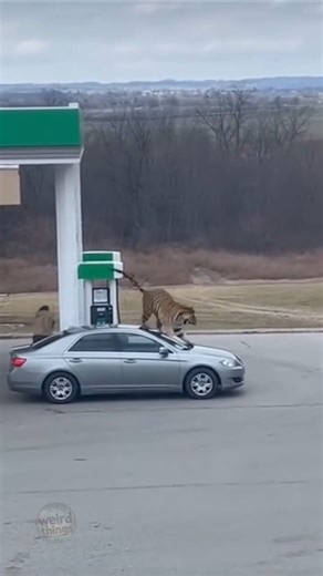 Panicked Woman Screams as Tiger Charges and Attacks a Car at Fuel Station 😱🐅