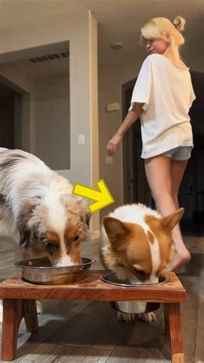 Brave Little Dog Saved His Owner 😍❤️