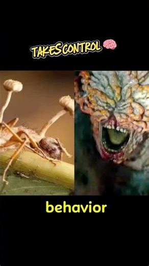 This Fungus Controls Minds 😳