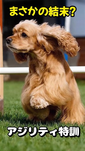 まさかの結末？アリスのアジリティ特訓 #shorts #犬 #アジリティ