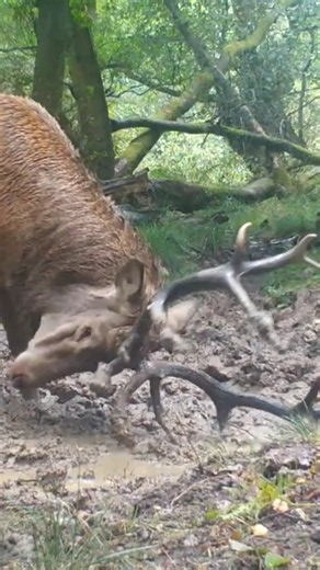 Monster Stag getting ready for battle #jelenie #antlers #nature #bowhunting #wildlife #deer