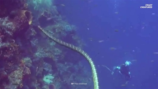 Watch what happens when sea snakes surround a scuba diver – it’s intense!