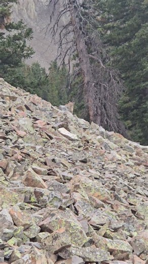Mountain Lion Stalks Hiker on Rocky Colorado Slope || ViralHog