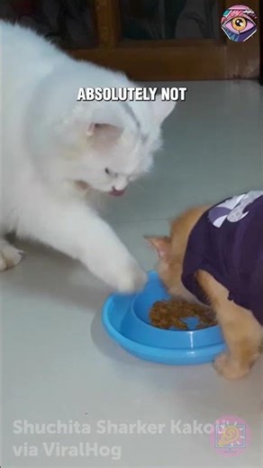 The Most Passive-Aggressive Cat Move Ever 🐱🍽️