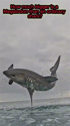 The difference is incredible! Megalodon and a shark 😳#animals #wildlife #magalodon #shark #shorts